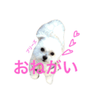 コテツスタンプ 2（個別スタンプ：13）