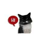 Jackie angry cat（個別スタンプ：2）