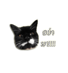 Jackie angry cat（個別スタンプ：6）