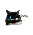 Jackie angry cat（個別スタンプ：8）