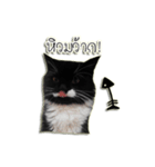 Jackie angry cat（個別スタンプ：9）