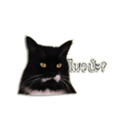 Jackie angry cat（個別スタンプ：11）