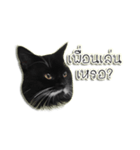 Jackie angry cat（個別スタンプ：12）