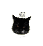 Jackie angry cat（個別スタンプ：16）