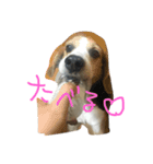 ピー太郎さん（個別スタンプ：2）