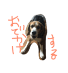 ピー太郎さん（個別スタンプ：5）