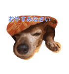 ミニピン・チャコの気持ち♡（個別スタンプ：7）