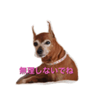 ミニピン・チャコの気持ち♡（個別スタンプ：8）