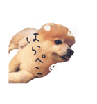 まるなが（個別スタンプ：2）
