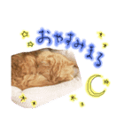 かわいいメリーちゃん（個別スタンプ：4）