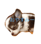 チワワちゃんの日常（個別スタンプ：2）