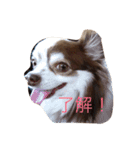 チワワちゃんの日常（個別スタンプ：5）