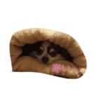 チワワちゃんの日常（個別スタンプ：8）