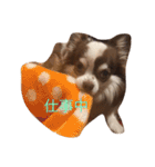 チワワちゃんの日常（個別スタンプ：15）