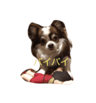 チワワちゃんの日常（個別スタンプ：19）