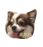 チワワちゃんの日常（個別スタンプ：20）