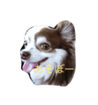 チワワちゃんの日常（個別スタンプ：24）