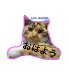するめちゃんのすたんぷ（個別スタンプ：1）