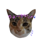 するめちゃんのすたんぷ（個別スタンプ：4）