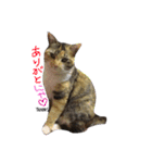 するめちゃんのすたんぷ（個別スタンプ：5）