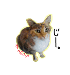 するめちゃんのすたんぷ（個別スタンプ：11）