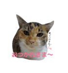 するめちゃんのすたんぷ（個別スタンプ：13）
