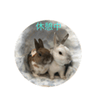 庭の3うさ（個別スタンプ：1）