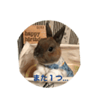 庭の3うさ（個別スタンプ：3）