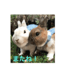 庭の3うさ（個別スタンプ：5）