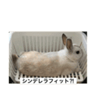 庭の3うさ（個別スタンプ：8）