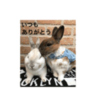 庭の3うさ（個別スタンプ：10）