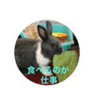 庭の3うさ（個別スタンプ：13）