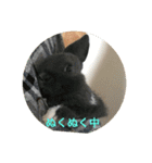 庭の3うさ（個別スタンプ：15）