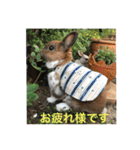 庭の3うさ（個別スタンプ：16）