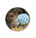 庭の3うさ（個別スタンプ：17）
