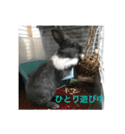 庭の3うさ（個別スタンプ：18）
