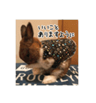 庭の3うさ（個別スタンプ：20）