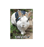 庭の3うさ（個別スタンプ：22）