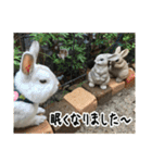 庭の3うさ（個別スタンプ：24）