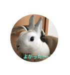 庭の3うさ（個別スタンプ：37）