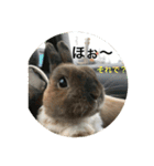 庭の3うさ（個別スタンプ：40）