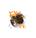 yoshinari＆kousuke＆cats.（個別スタンプ：4）