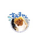 yoshinari＆kousuke＆cats.（個別スタンプ：5）