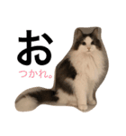 NikiP（個別スタンプ：1）