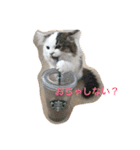 NikiP（個別スタンプ：3）
