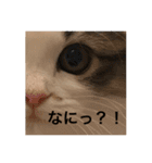 NikiP（個別スタンプ：4）