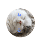 NikiP（個別スタンプ：5）