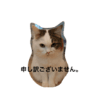 NikiP（個別スタンプ：9）