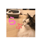 NikiP（個別スタンプ：11）