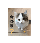 NikiP（個別スタンプ：12）